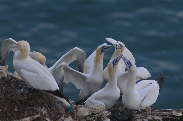 farne islands. bempton cliffs-28.jpg - GANNETS - BEMPTON CLIFFS, YORKS  - 2008